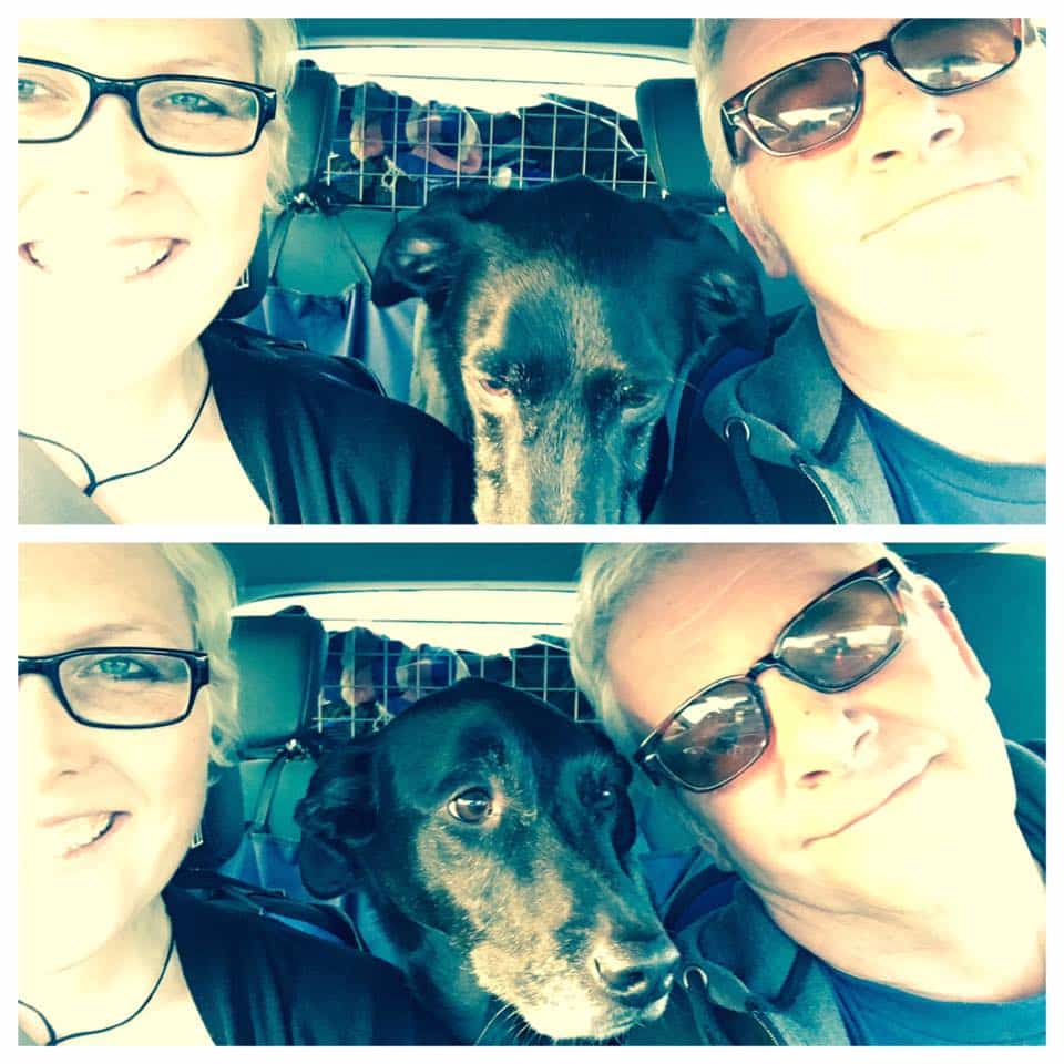 Moose car selfie