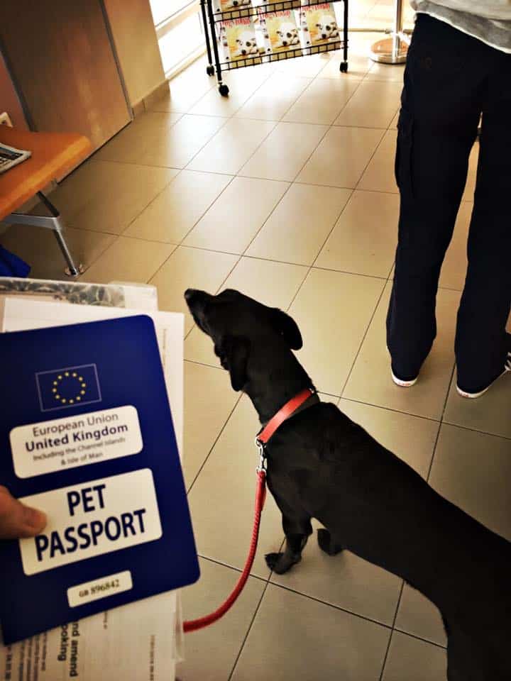 Moose with his passport at Passport control