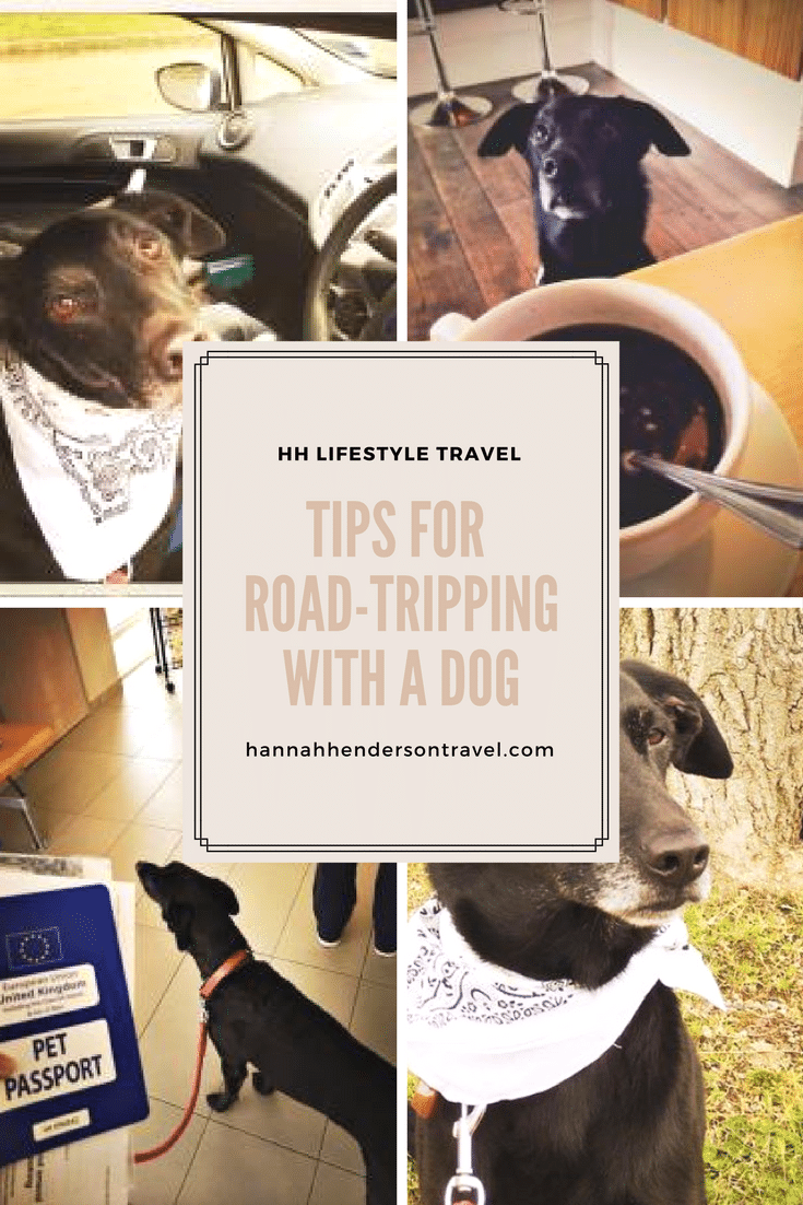 Tips for Road-Tripping with a Dog - HH Lifestyle Travel
