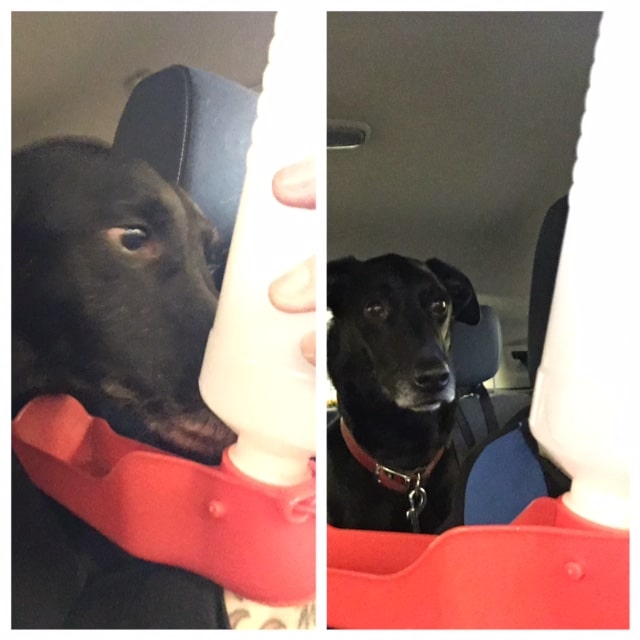 Dog water bottle