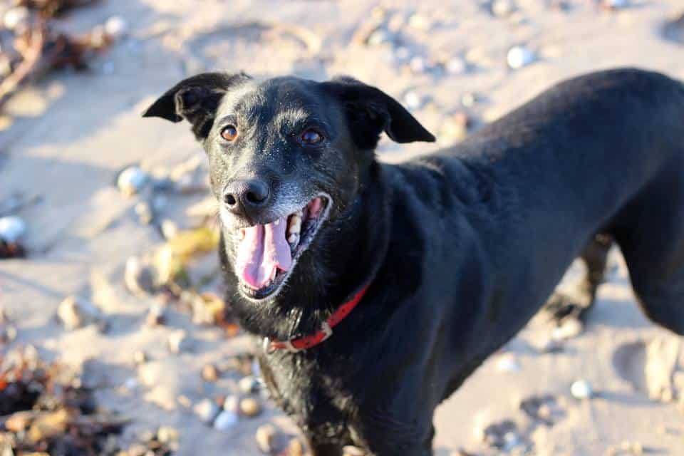 Moose at Ballycastle - Moose the Dog in Ireland