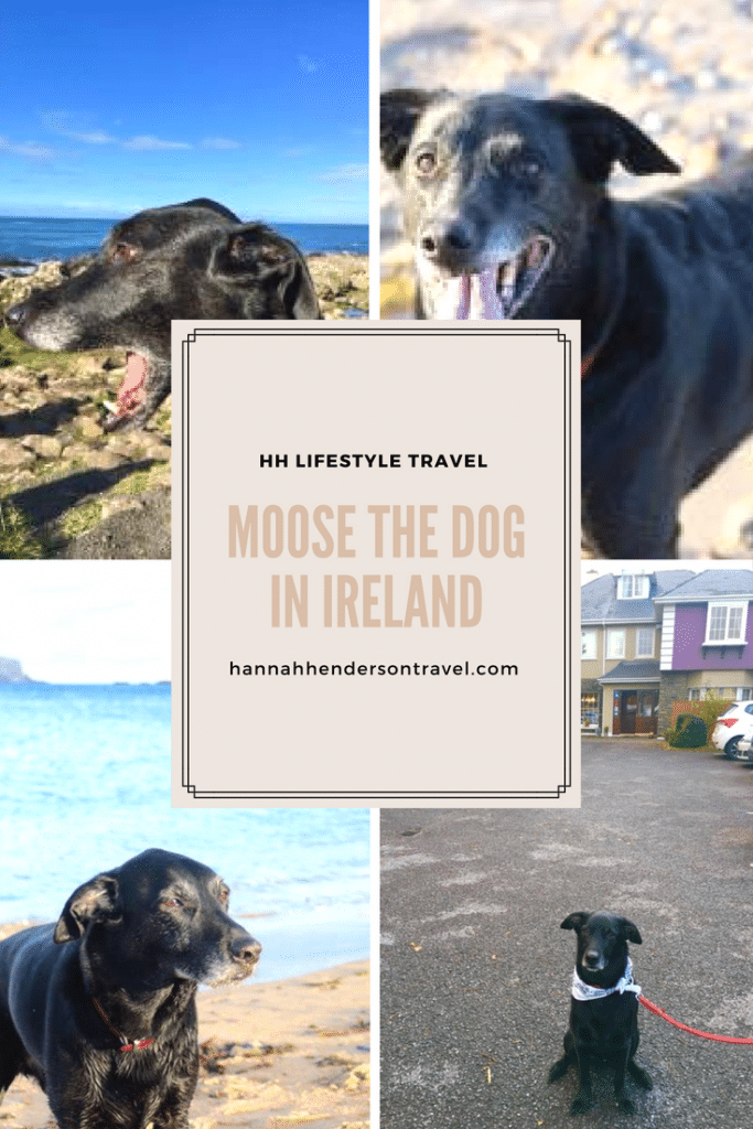 Moose the Dog in Ireland - HH Lifestyle Travel