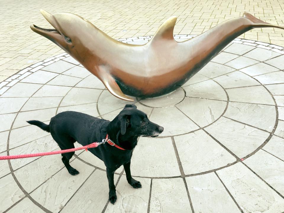 Moose with Fungie - Moose the Dog in Ireland
