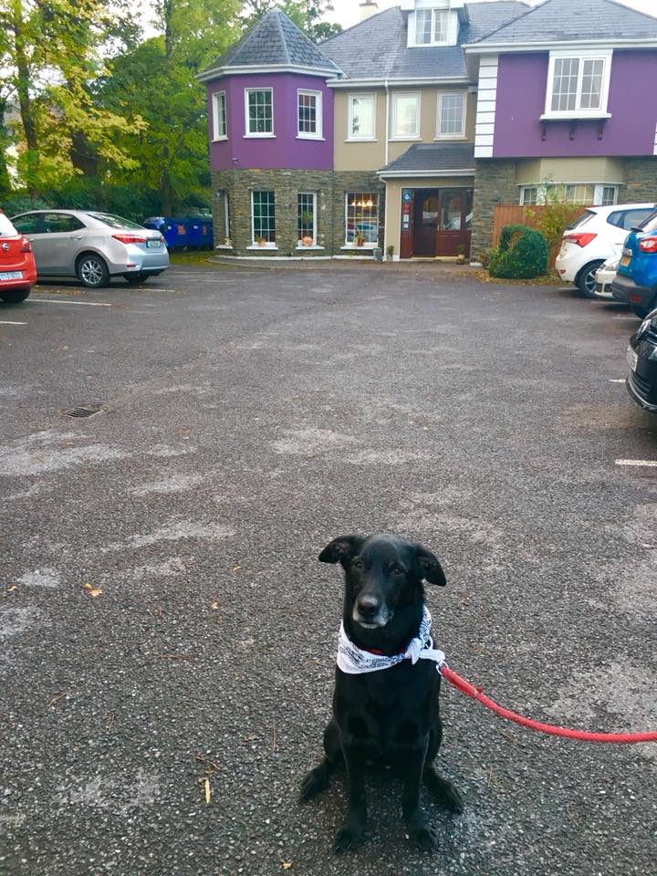 Moose kerchief - Moose the Dog in Ireland