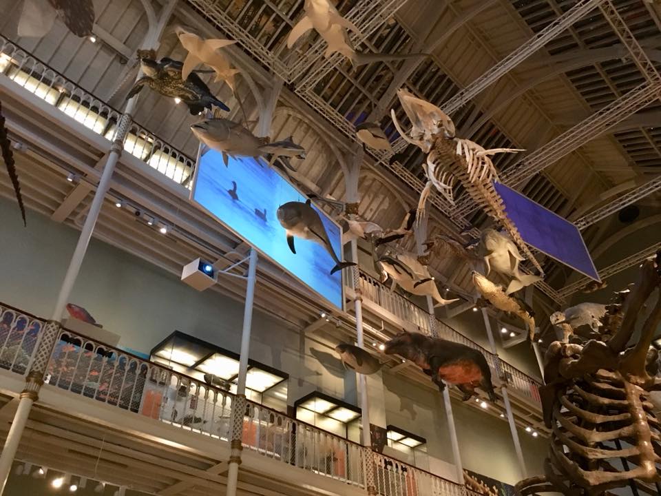 NMS Natural World Gallery - A visit to the National Museum in Edinburgh - HH Lifestyle Travel