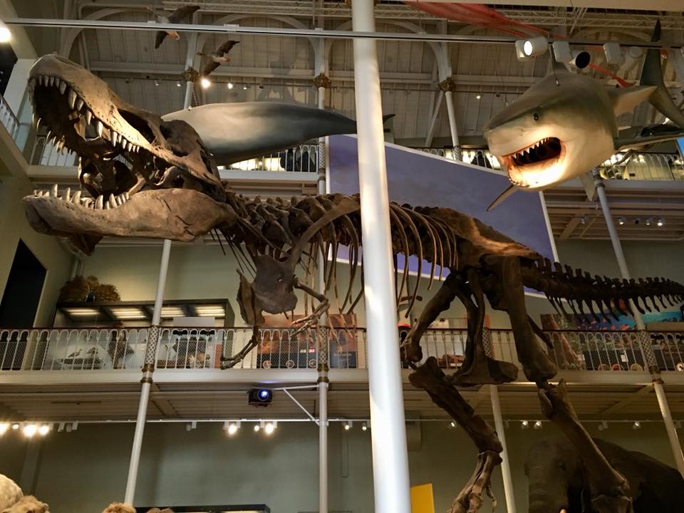 NMS T Rex - A visit to the National Museum in Edinburgh - HH Lifestyle Travel