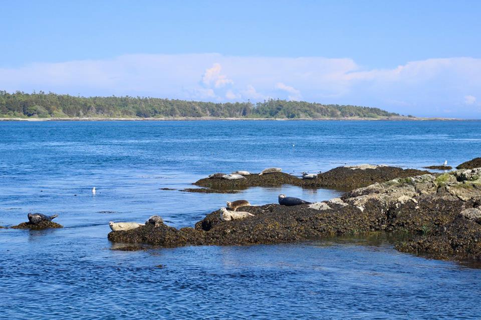 Seals