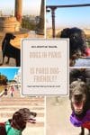 Dogs in Paris - is Paris dog-friendly - HH Lifestyle Travel