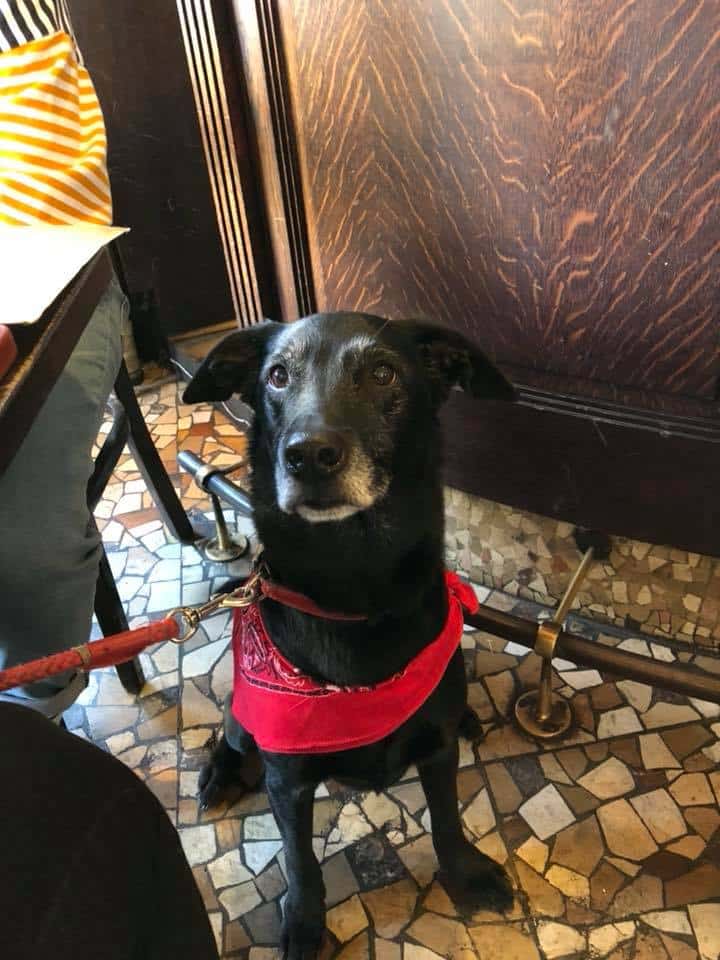 Moose in Bistro - Dogs in Paris - HH Lifestyle Travel
