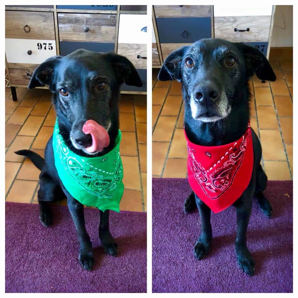 Moose in a kerchief - Dogs in Paris - HH Lifestyle Travel