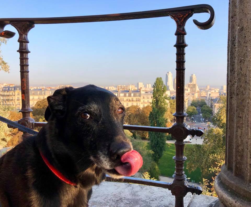Moose in Paris - 2018 Travel Year in Review - HH Lifestyle Travel