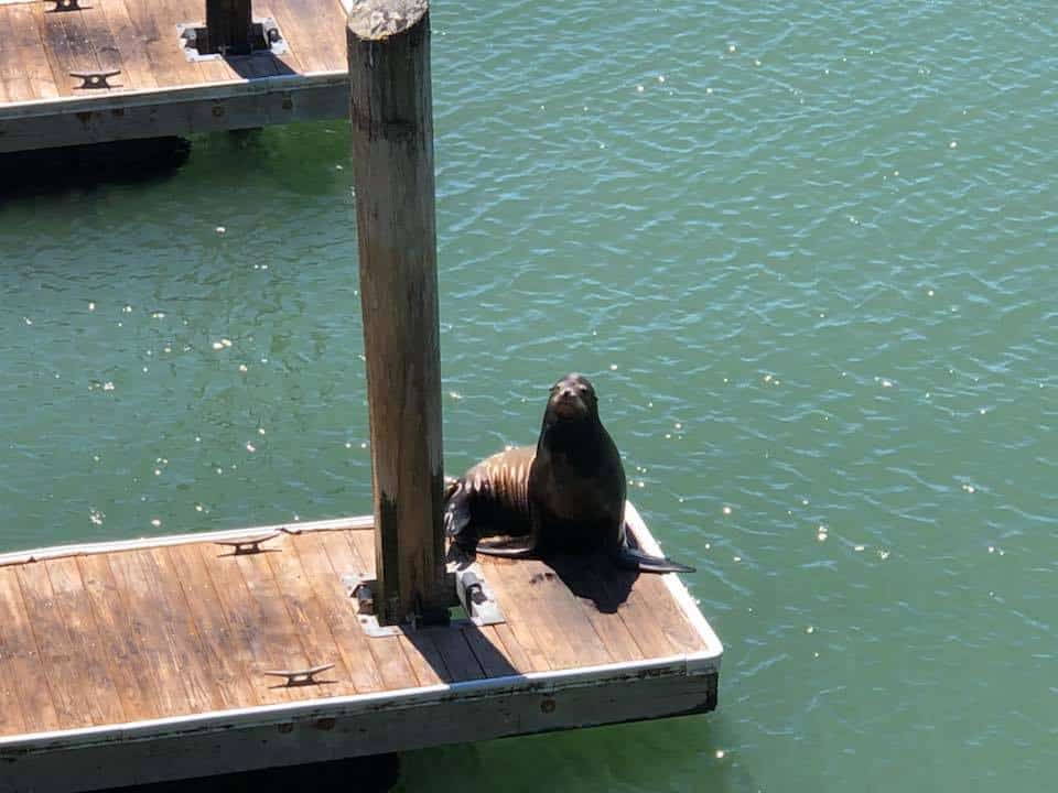 Sea Lion at Pier 39