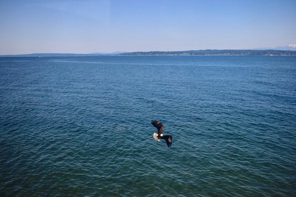 Bald eagle on Strait of Georgia