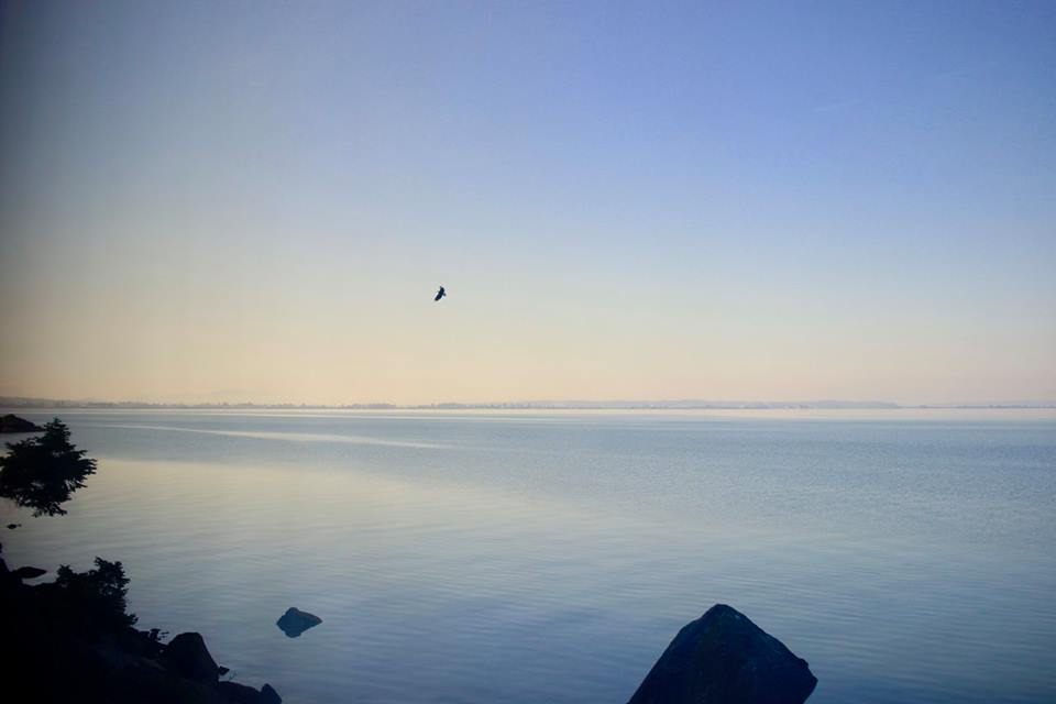 Turkey Vulture at dawn - Pacific to the Cascades : Vancouver to Seattle by train - HH Lifestyle Travel
