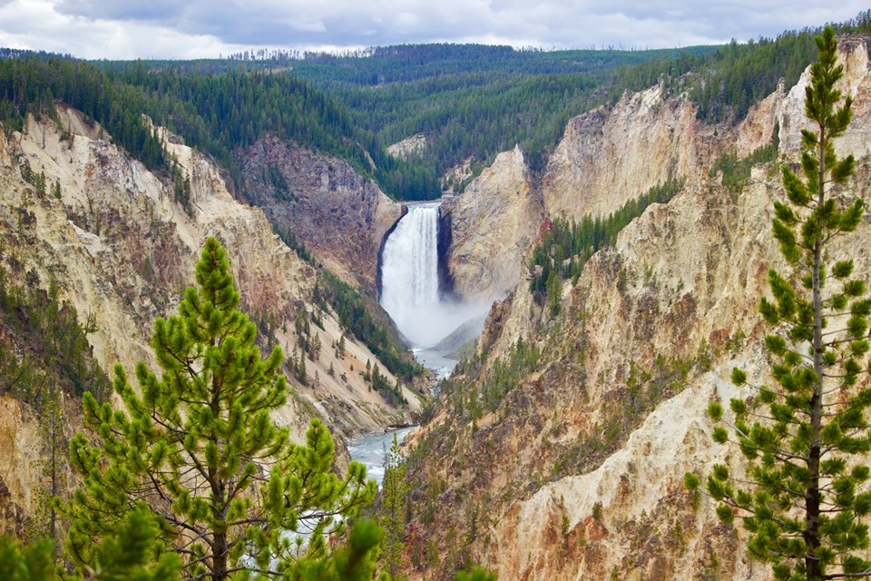 View of the Lower Falls of Yellowstone from Artist Point