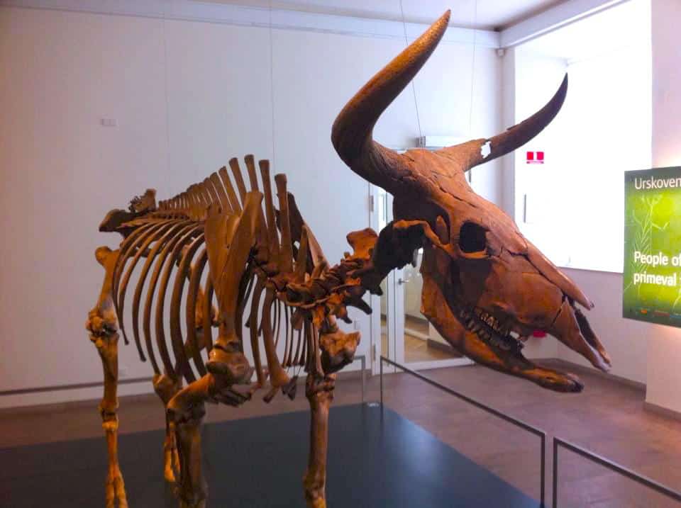 Auroch, National Museum - Copenhagen City Break Itinerary