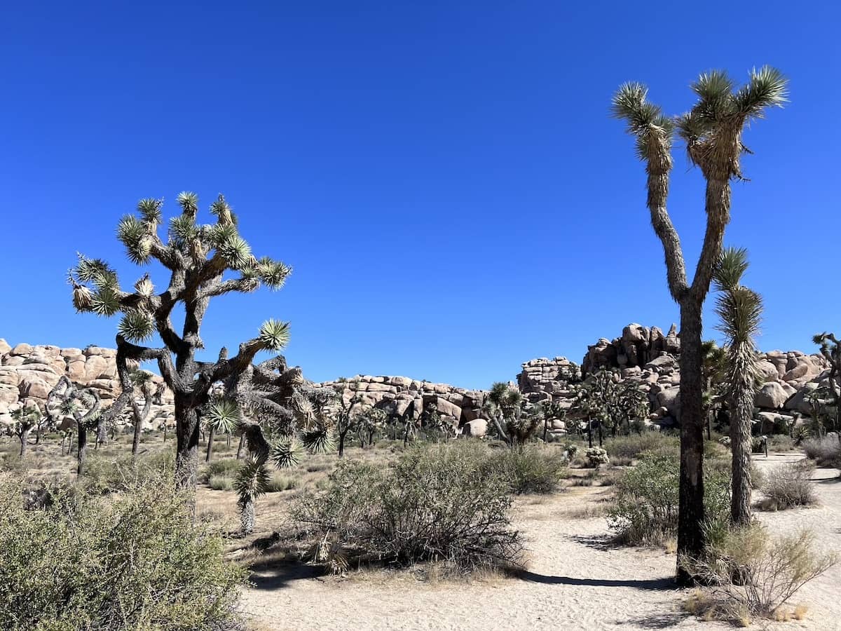 Barker Dam Hike rocks, Joshua Tree