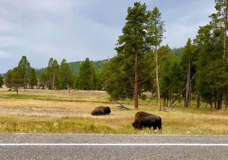 Bison on the north loop - Yellowstone Itinerary : 4 days