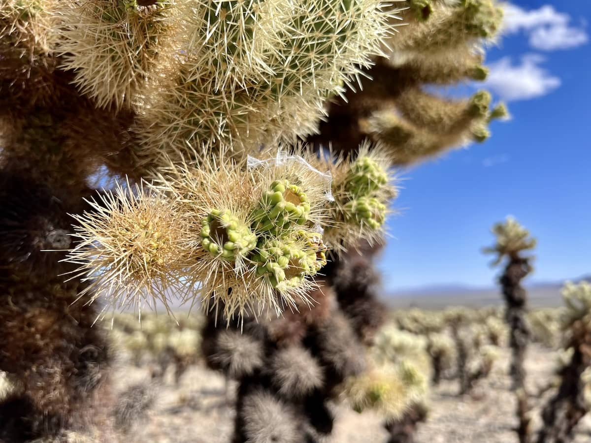Cholla Cactus Garden, Joshua Tree