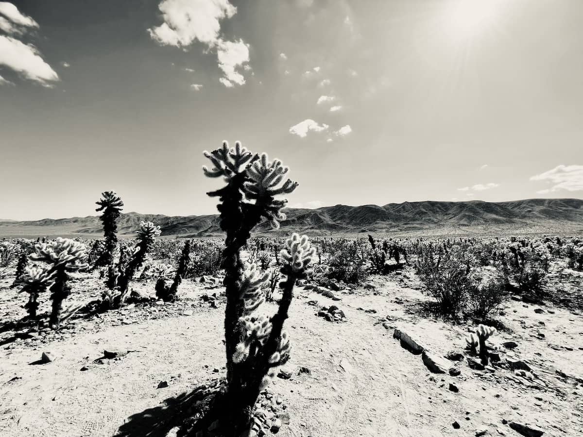 Cholla Cactus Garden, Joshua Tree