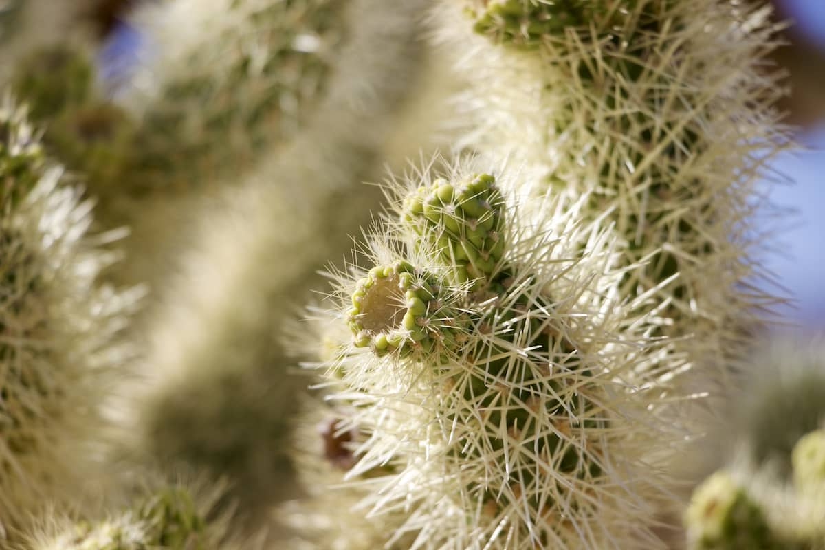 Cholla Cactus Garden, Joshua Tree