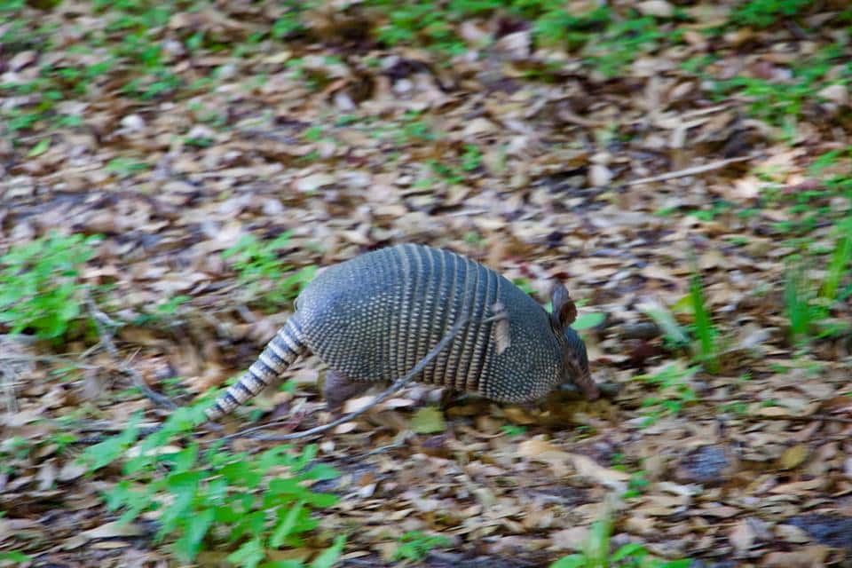 Armadillo on Cumberland Island
