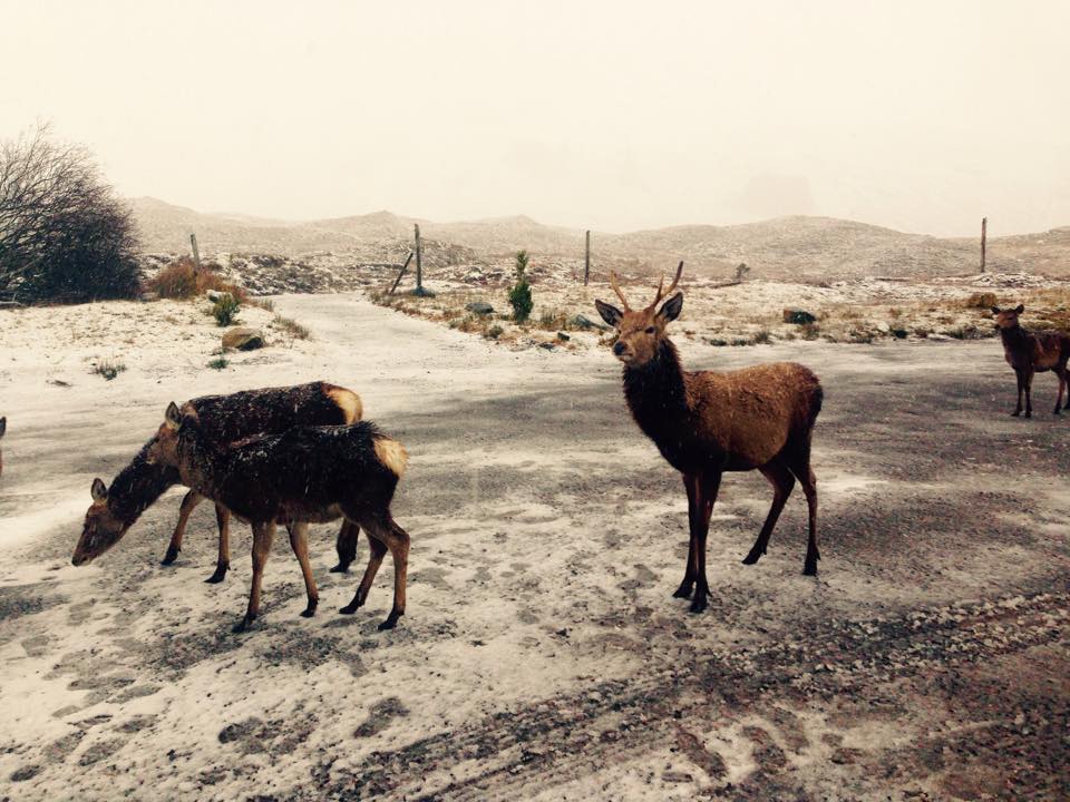Deer in a carpark on Skye