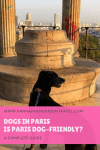 Dogs in Paris - is Paris dog-friendly - HH Lifestyle Travel