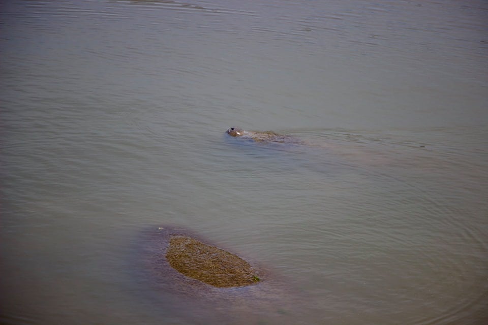 Manatees at Dungeness Dock, Cumberland Island