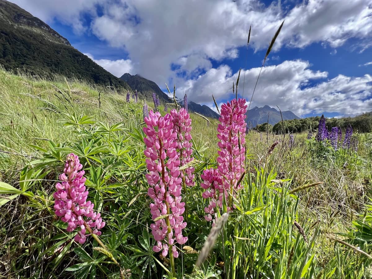 Eglinton Lupins