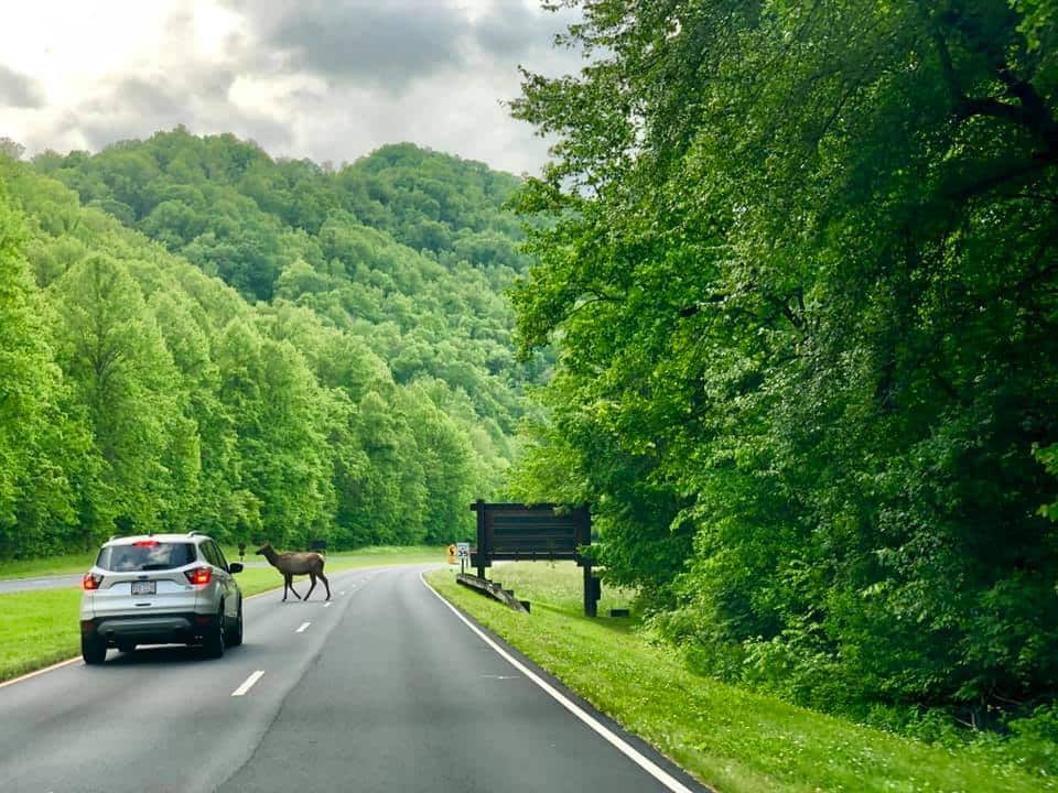 Elk Crossing, Smoky Mountains National Park