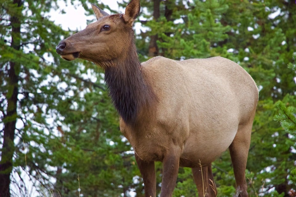Elk in Yellowstone