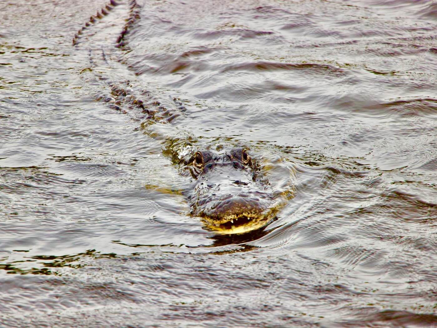 Choosing the Perfect Florida Everglades Tour - HH Lifestyle Travel