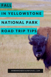 Fall in Yellowstone - National Park Road Trip Tips - HH Lifestyle Travel