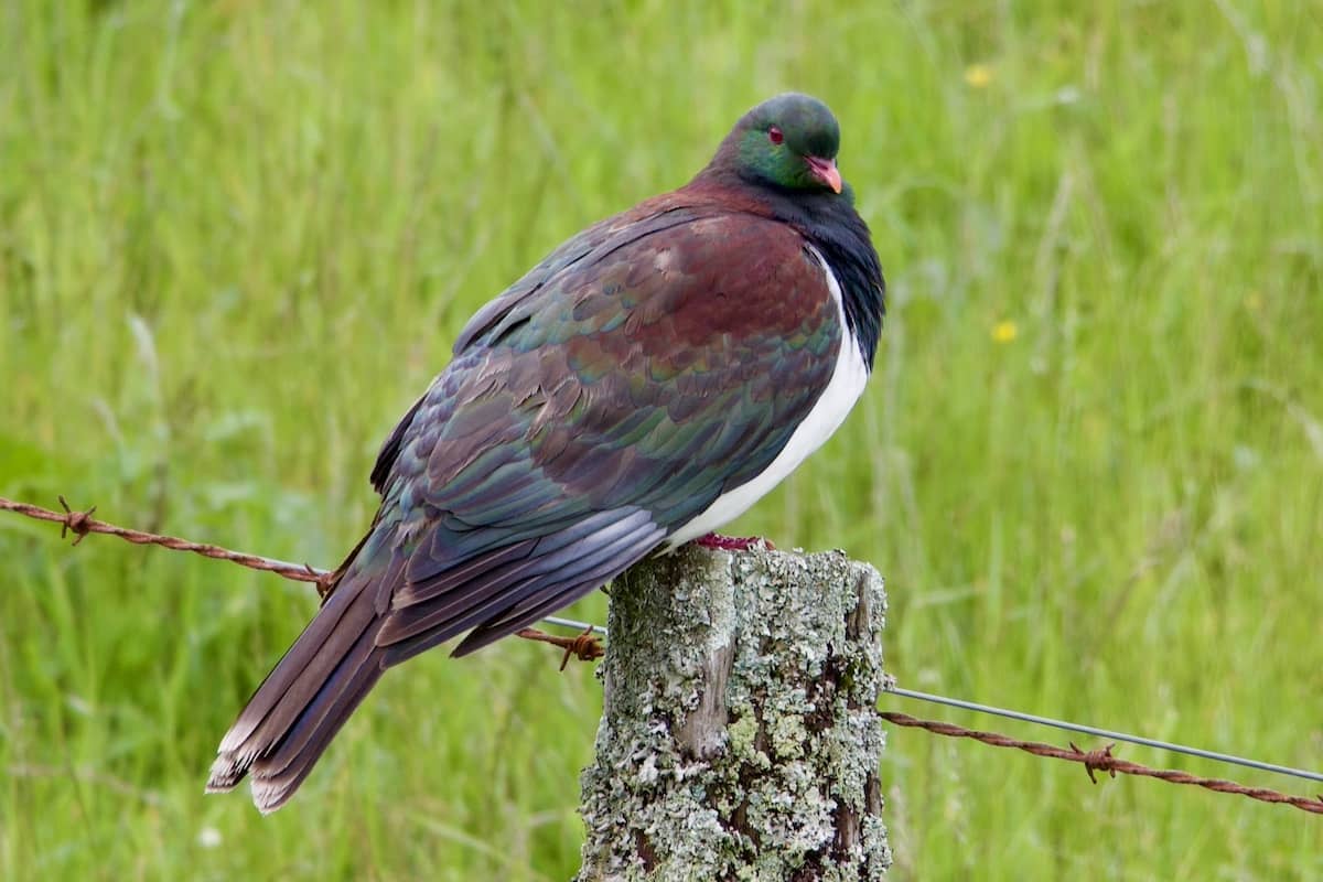Kereru Wood Pigeon at Fox Glacier Lookout