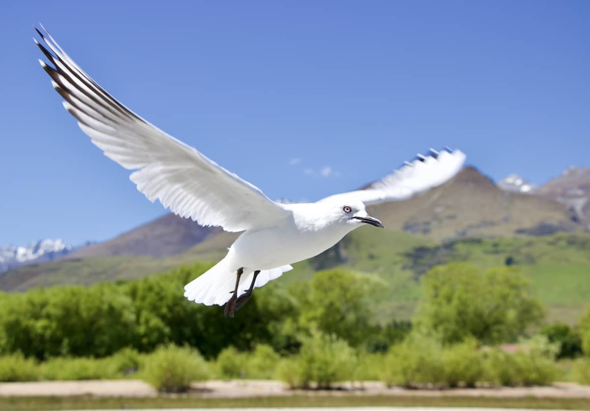 Seagull in Glenorchy