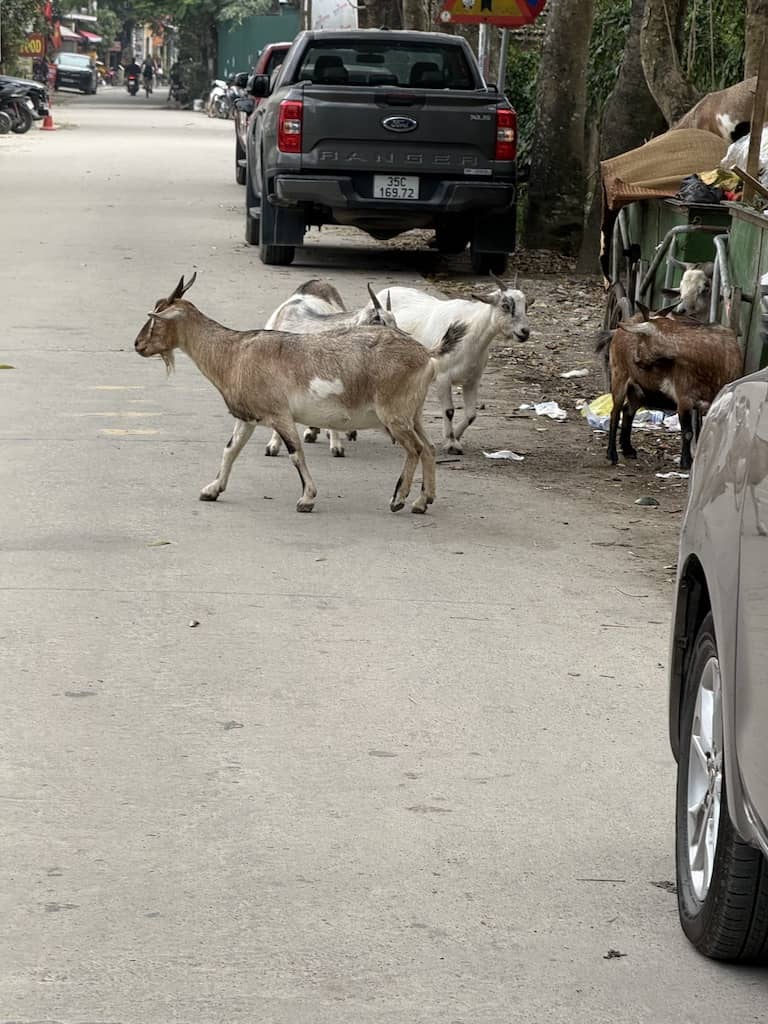 Goats on a road, Tam Coc