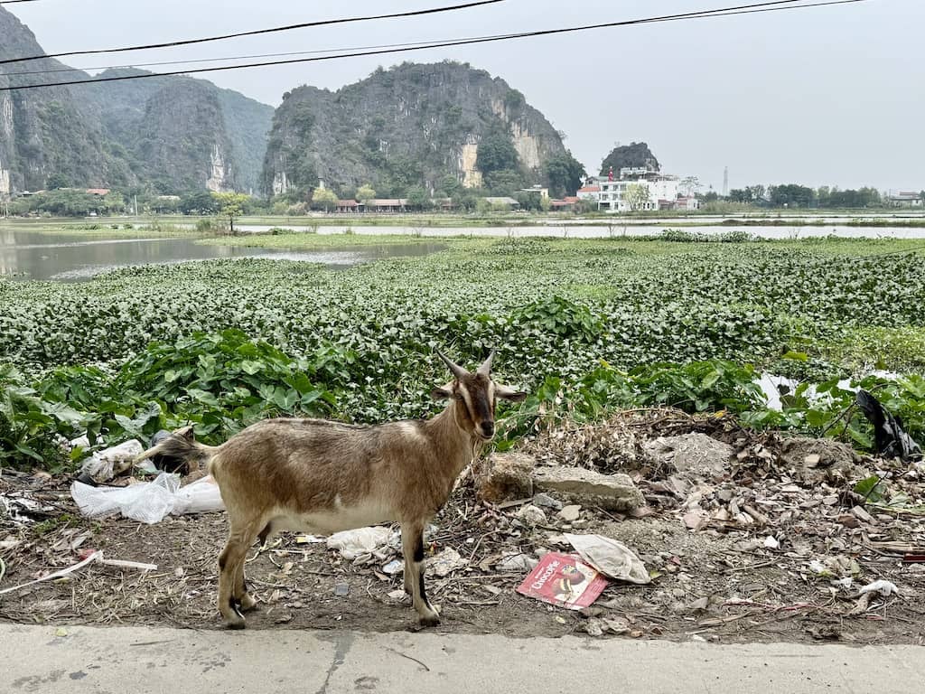 Goats eating the rubbish in Ninh Binh