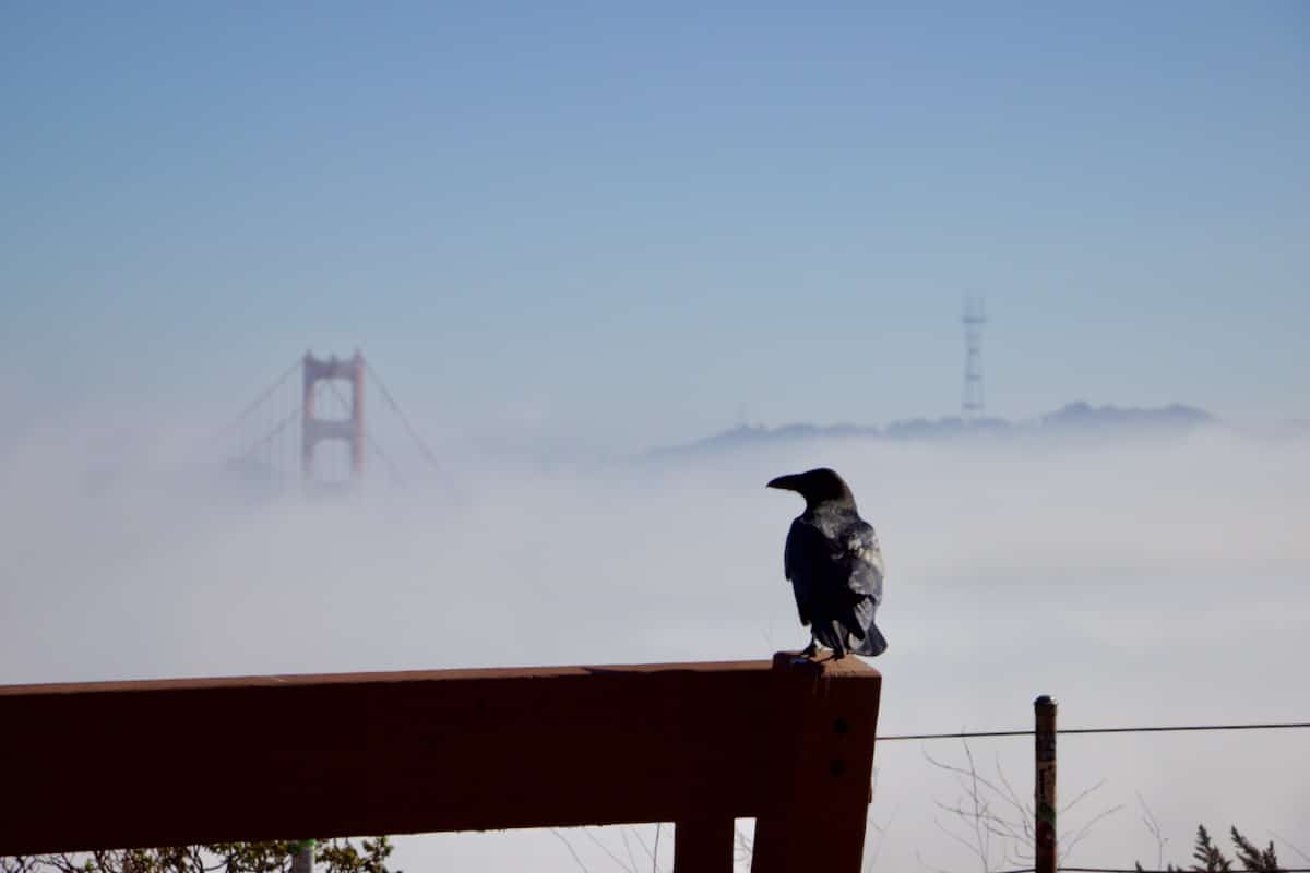 Golden Gate Bridge in the fog, with a crow in the foreground