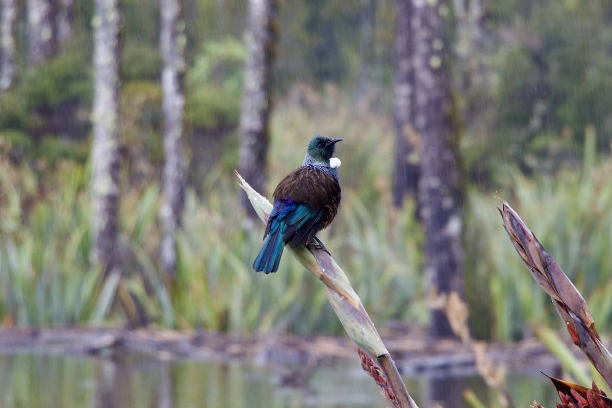 Tui near Haast Pass