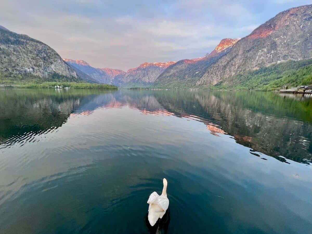 Swan on Hallstatter See