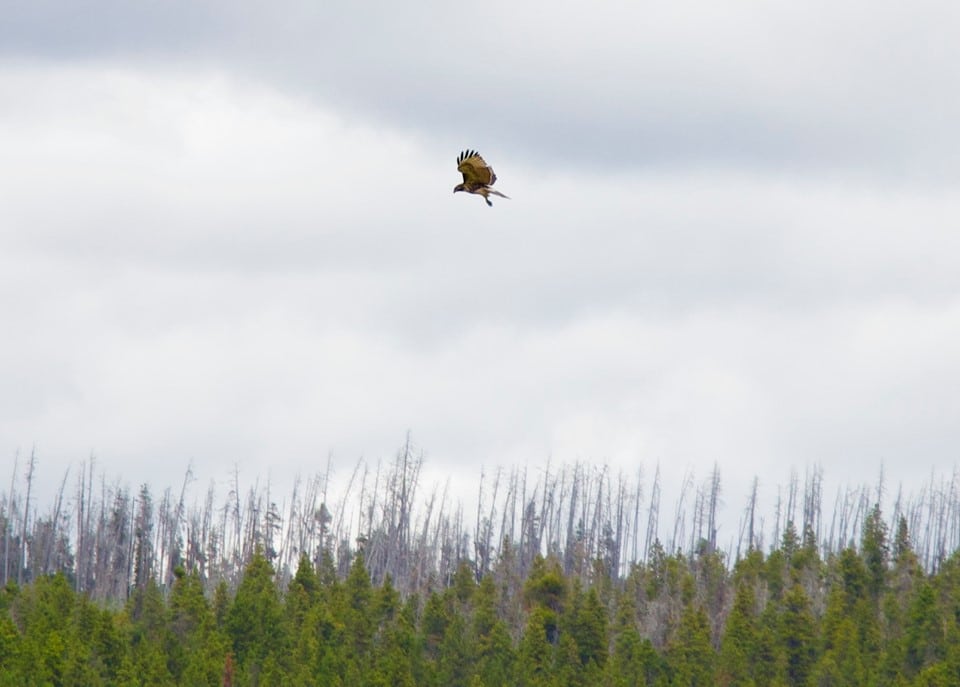 Hawk hunting in Hayden Valley