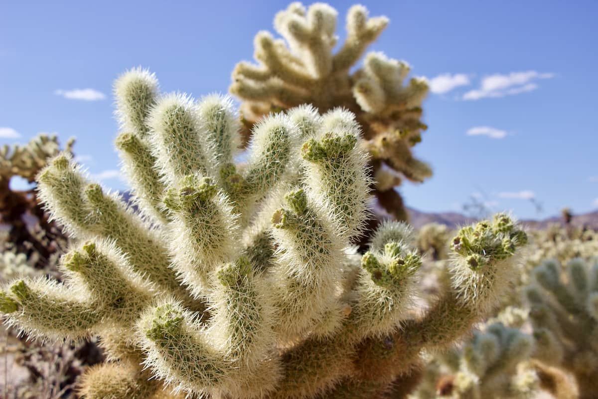 Cholla Cactus in Joshua Tree National Park