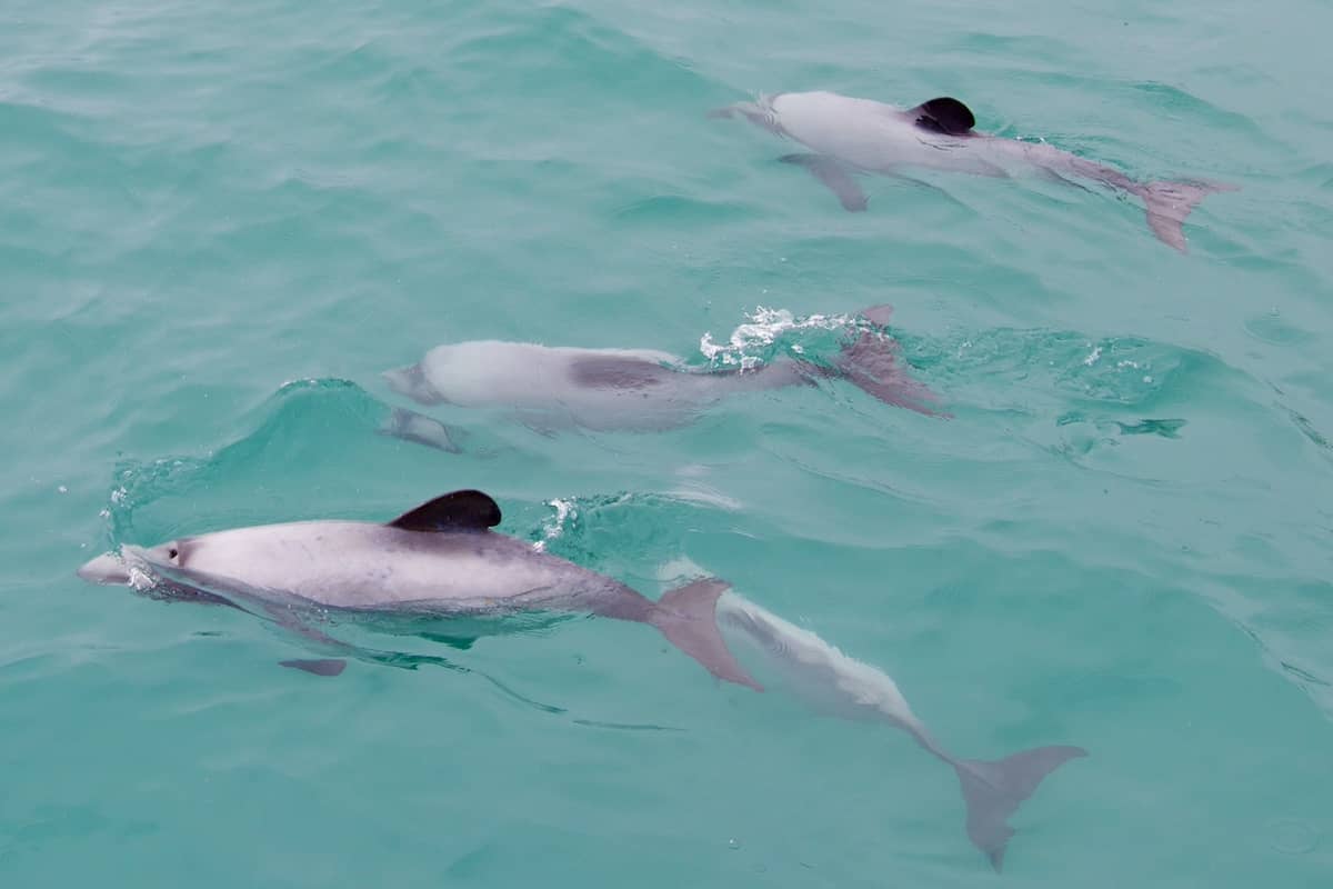 Hector's Dolphins, Kaikoura whale-watching