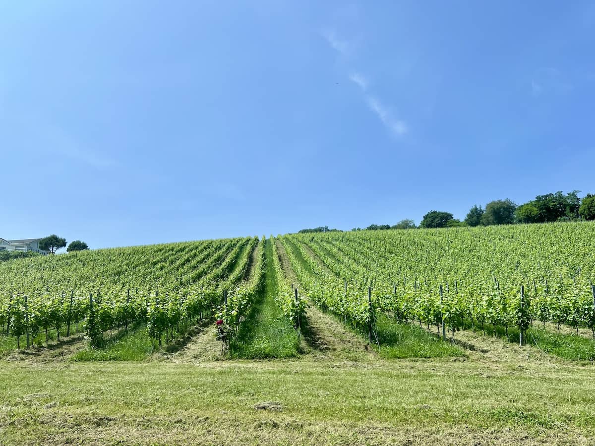 Vineyards above Lake Geneva