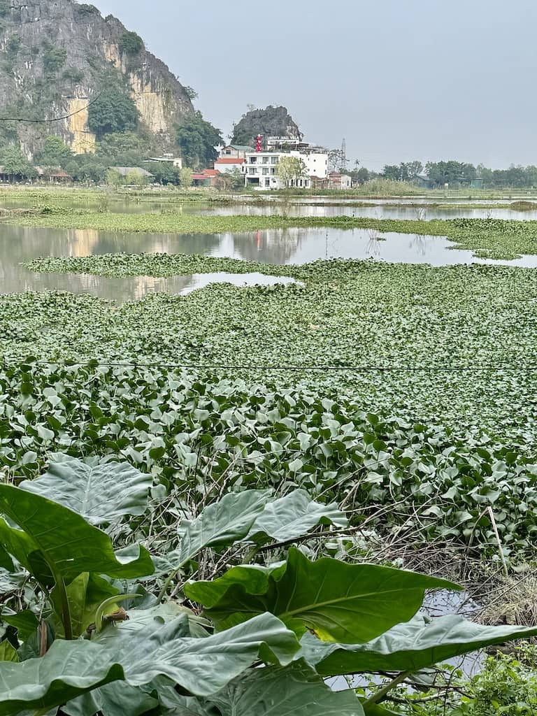 Lotus fields, Tam Coc