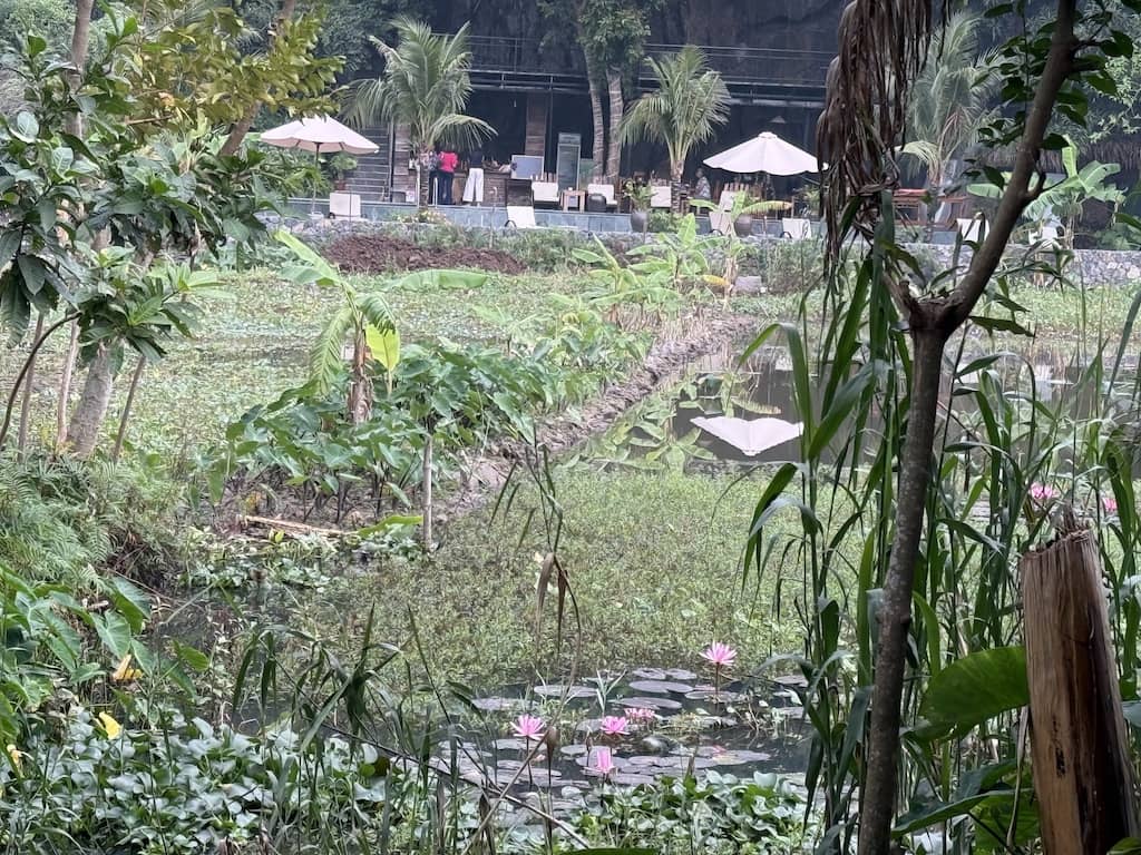 Lotus field, Ninh Binh