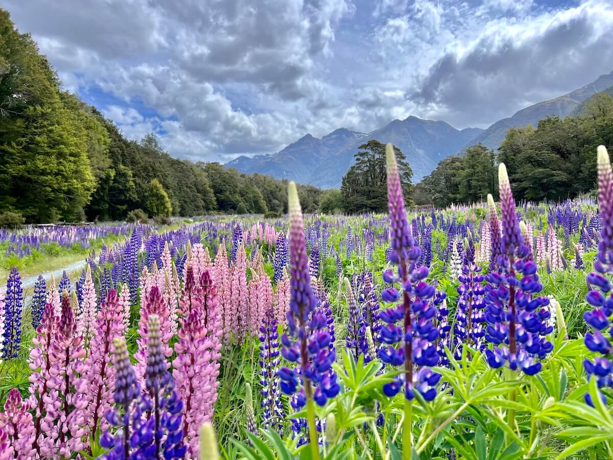 Lupins at Lake Gunn, Milford Highway