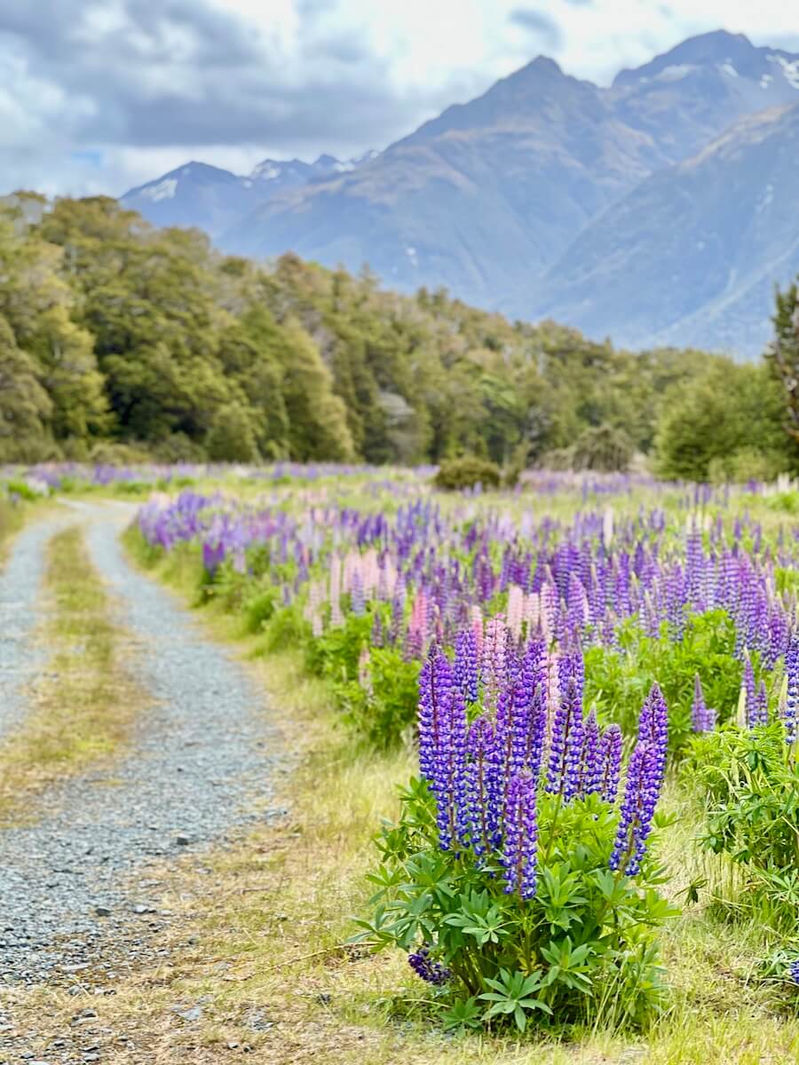 Lupins at Lake Gunn, Milford Highway