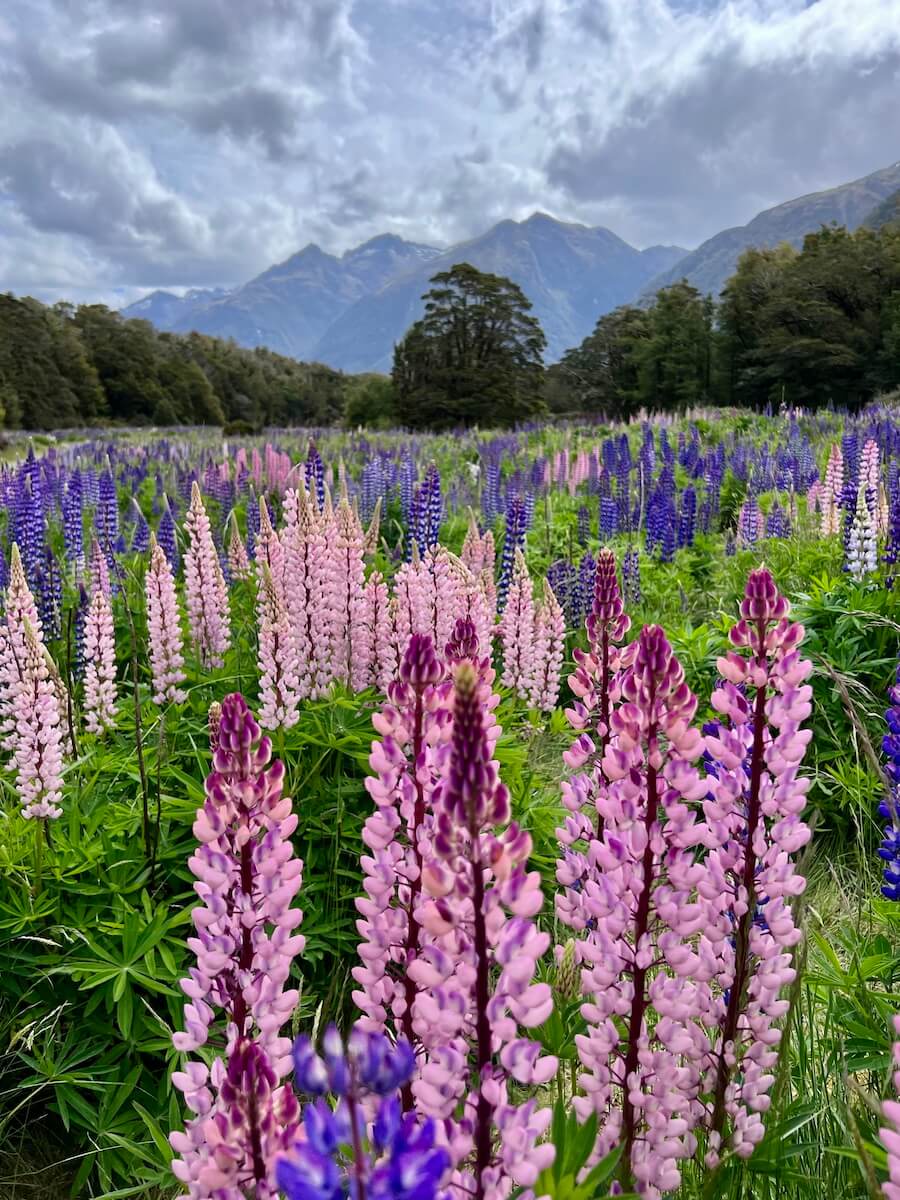 Lupins at Lake Gunn, Milford Highway
